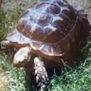 Meet your Posher, Peggy